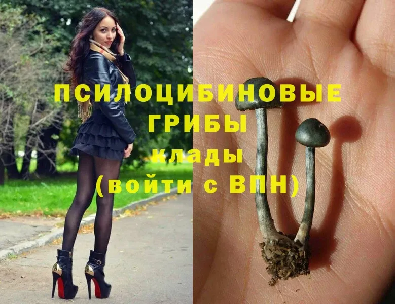 Галлюциногенные грибы Cubensis  OMG ССЫЛКА  Дедовск 